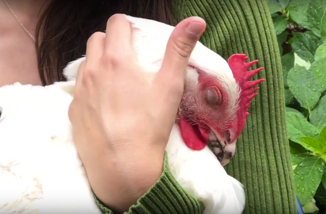 Rose, the Kaporos chicken with her eyes closed and being held in someone's arms