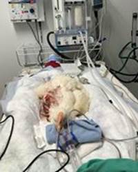 Bowie the chicken in surgery