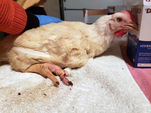 Chicken laying on it's side and revealing an injured leg