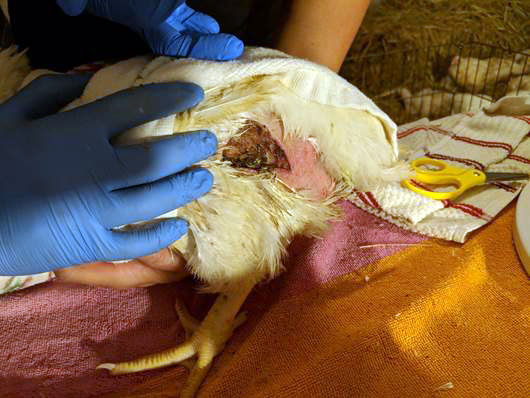 Chicken with a section of skin removed