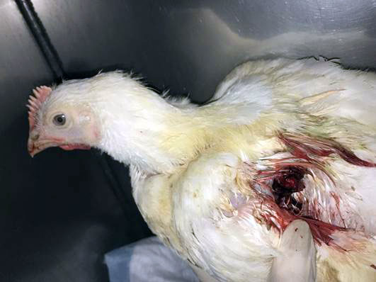 Chicken with an open wound near the base of the wing