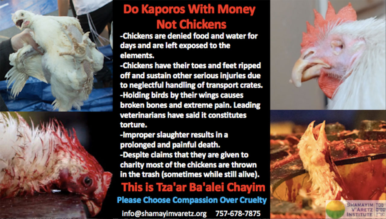 Do Kaporos With Money Not Chickens flyer in English