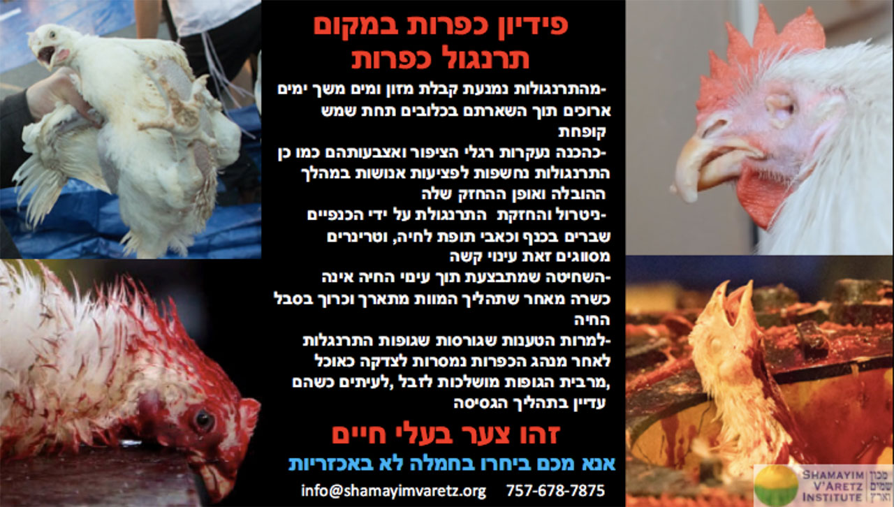 Do Kaporos With Money Not Chickens flyer in Hebrew