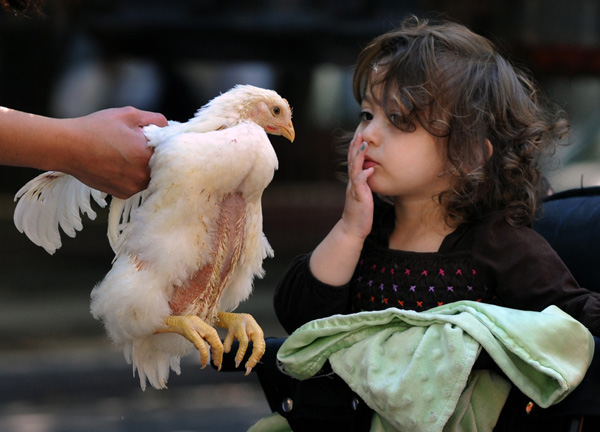 Child watching a hen being held by it's wings.