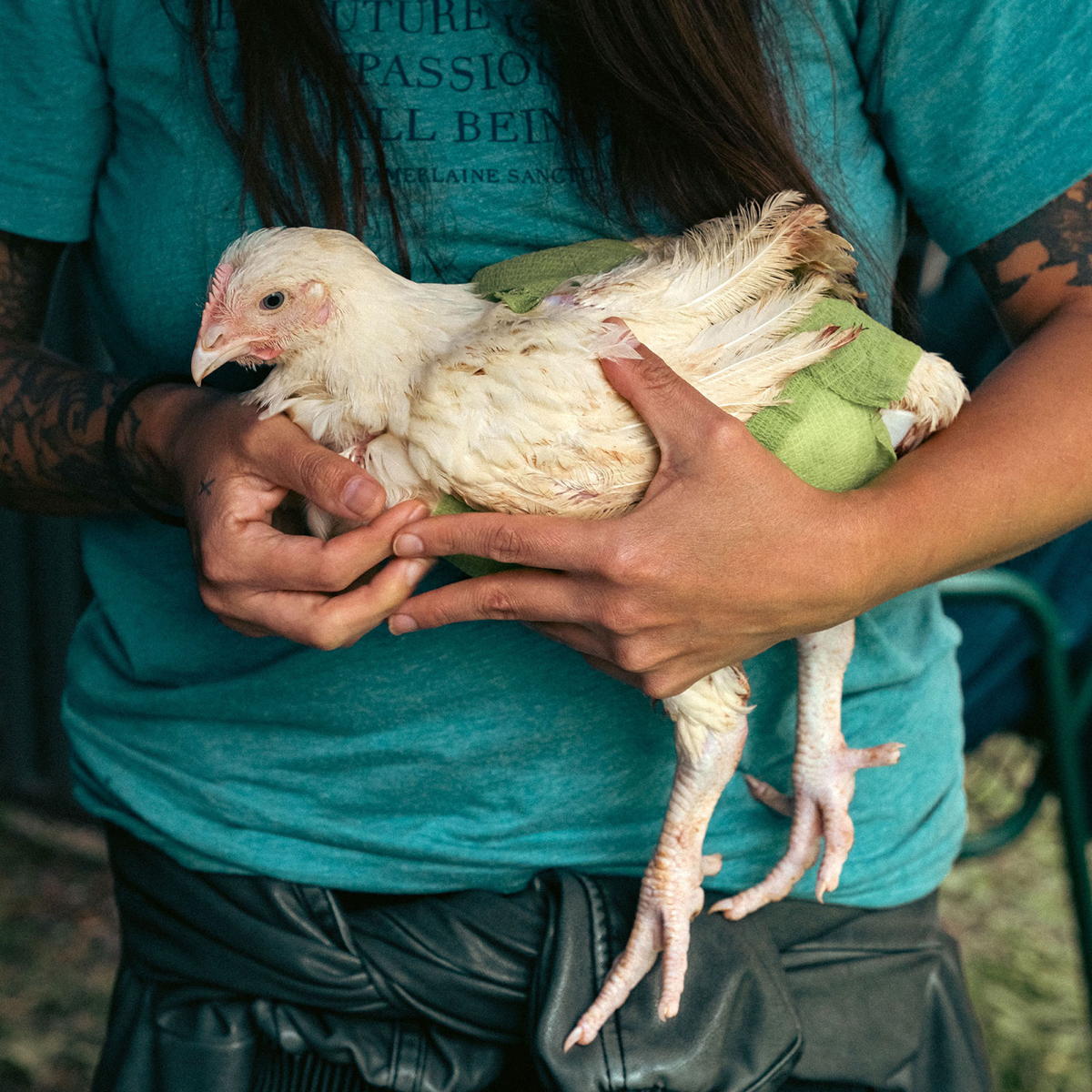 Bandaged chicken carefully held