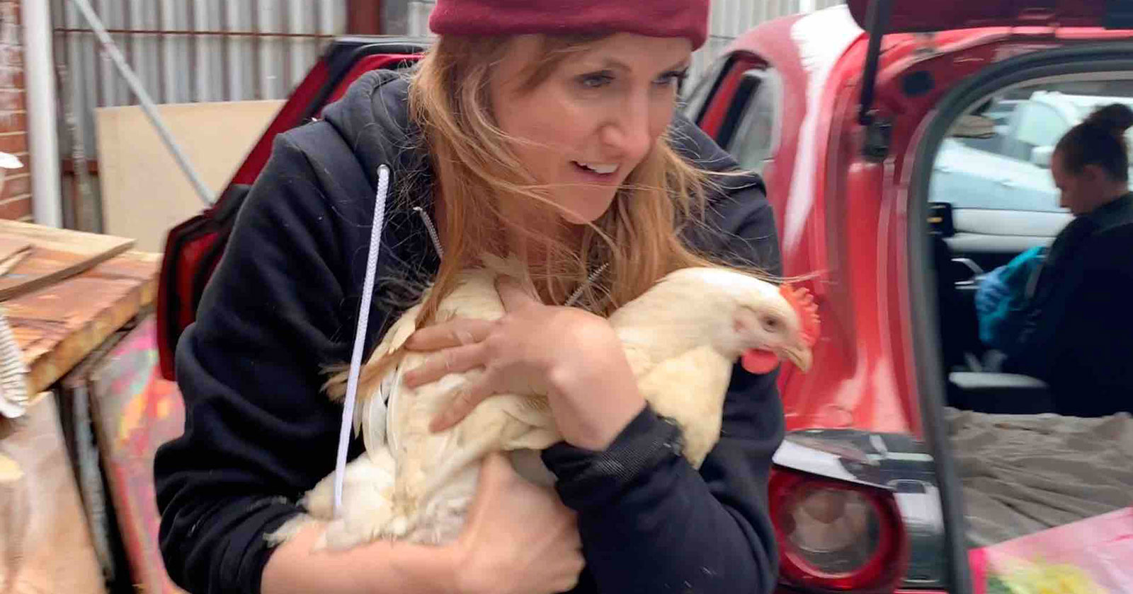 Jill Carnegie rescuing chickens