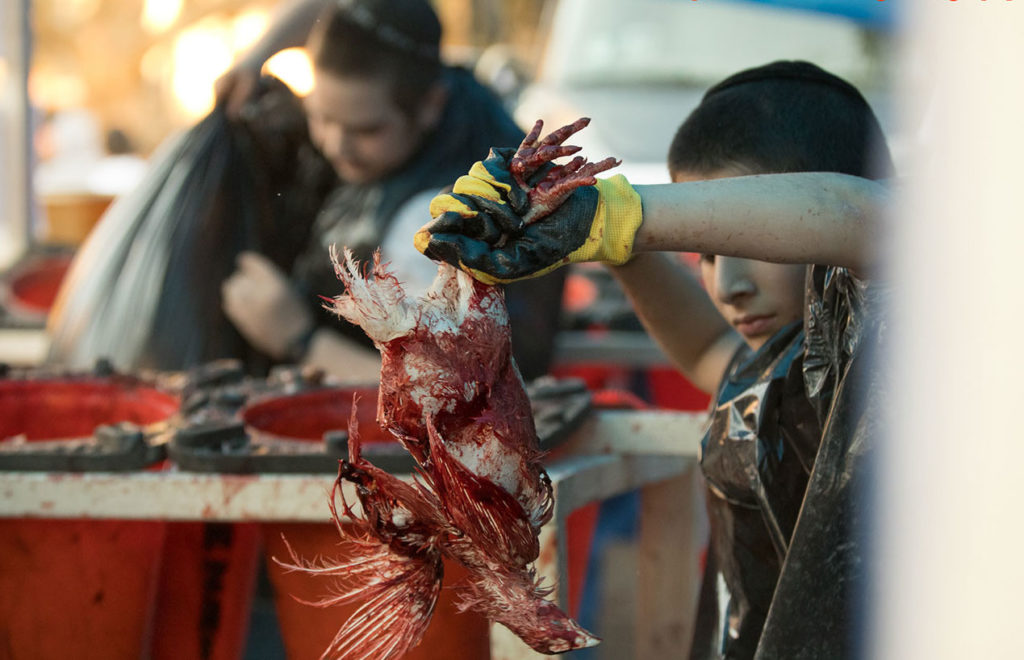 Child holding a chicken covered in blood