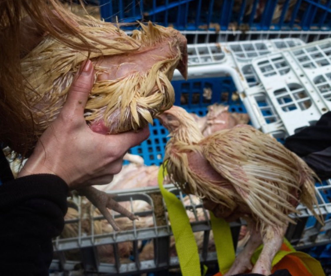 chickens being removed from crates by rescuers